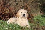 GOLDEN RETRIEVER 023